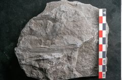 Foto (Detailansicht) von Asterophyllites sp.  (NHMW-GEO-2024-0188-10990)